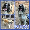 Alex_Moose-Collage_2016 (4)